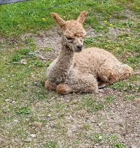 Pat 08 Lama of Alpaca